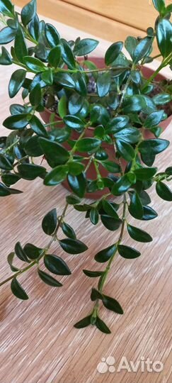 Немантус,Золотая рыбка