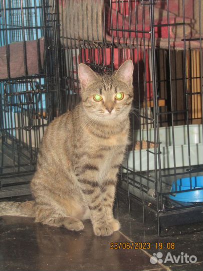 Кошки в добрые руки