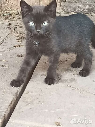 Котята отдам в добрые руки бесплатно