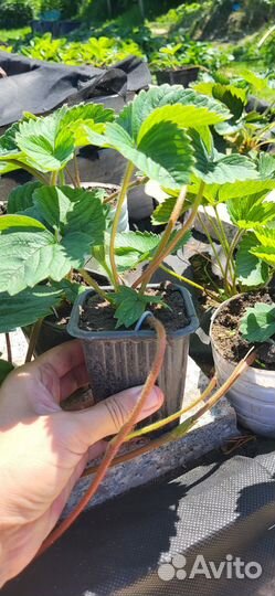 Ремонтатная клубника Елизавета II