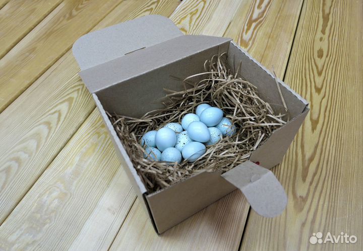 Инкубационное яйцо селадон голубое