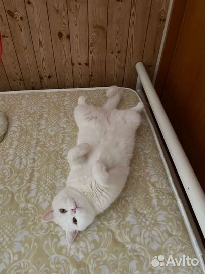 Передержка кошек и маленьких собачек