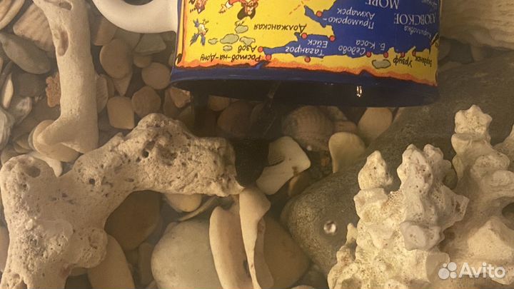 Аквариум с рыбками сом