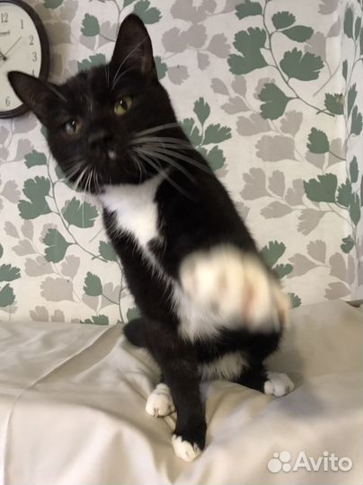 Лимбо 2,5 года