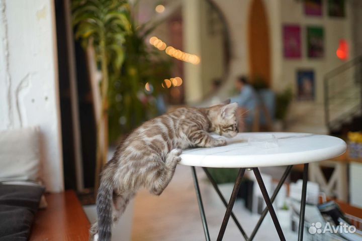 Бенгальские котята редкого окраса