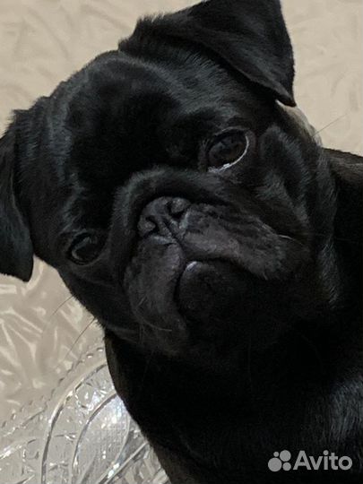 Сексуальная шоколадка ищет девочку для вязки