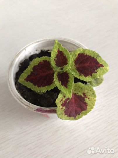 Фиалка, мята комнатная, Колеус.продажа, обмен