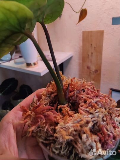 Антуриум сирих