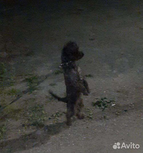 Собака в добрые руки отдам бесплатно