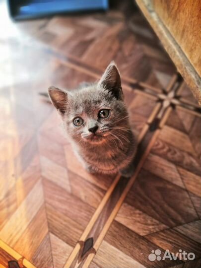Кошки,потомки вислоухой британки