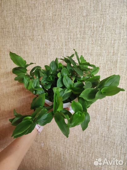 Черенок традесканции