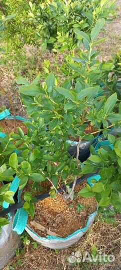 Саженцы голубики