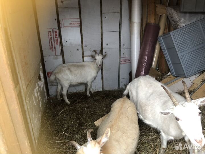 Зааненская коза