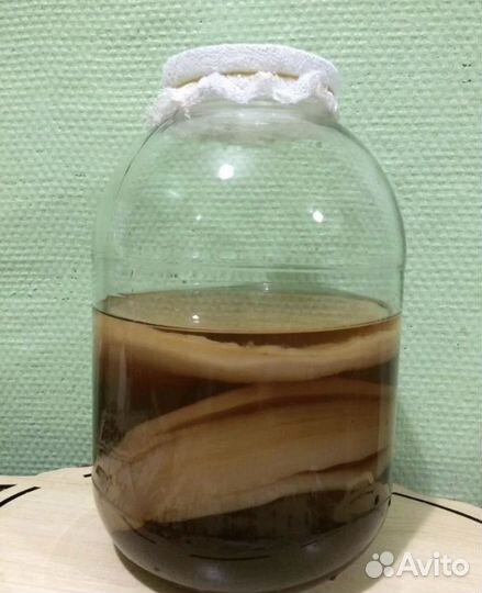 Чайный гриб комбуча