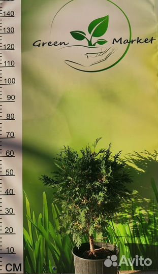 Туя Глобоза Ауреа