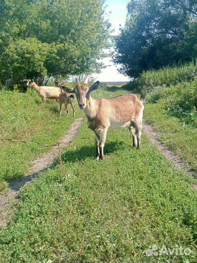 Альпийские, нубийские козы, козлята помесь чеш