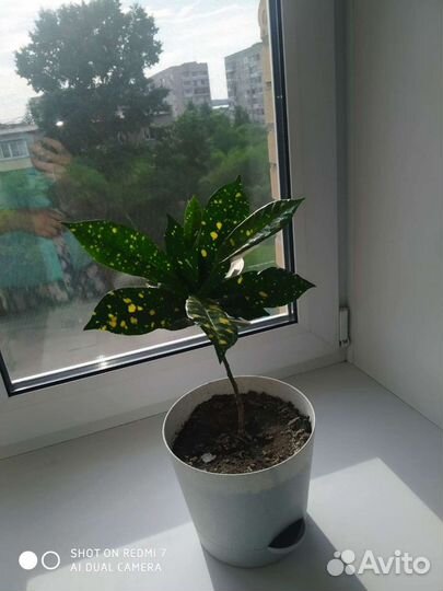 Кротон