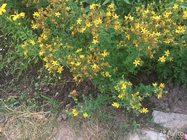 Цветы садовые