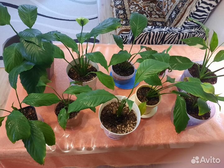 Продам спатифиллум