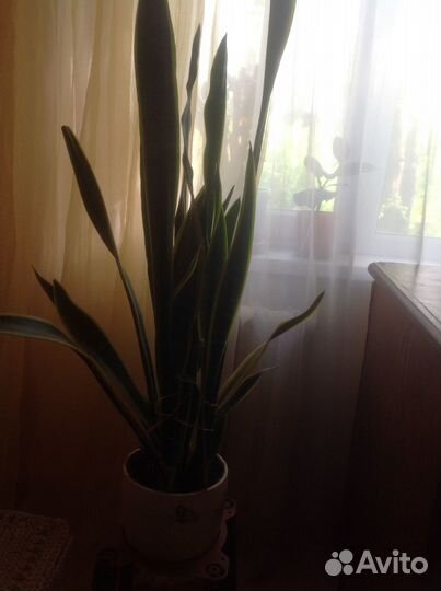 Комнатные растения