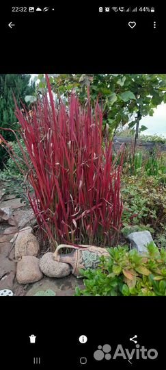 Растения для красивого сада