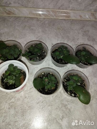 Денежное дерево толстянка