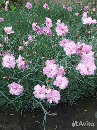 Гвоздика перистая