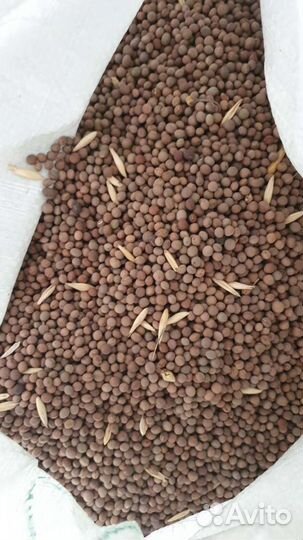 Семена многолетних трав