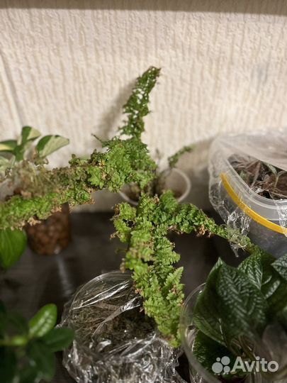 Папоротник нефролепис