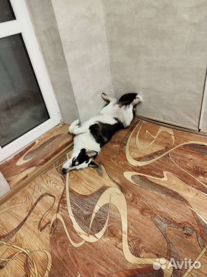 Сибирский хаски