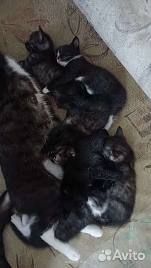 Котята отдам бесплатно