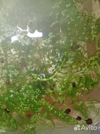 Элодея и роголистник