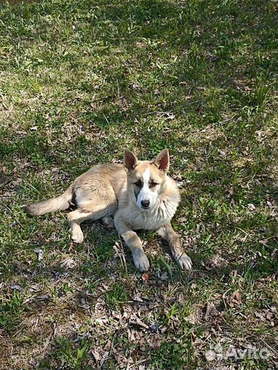 Помесь хаски