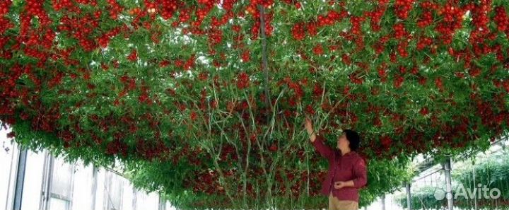 Томатное дерево