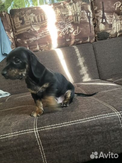 Щенки таксы