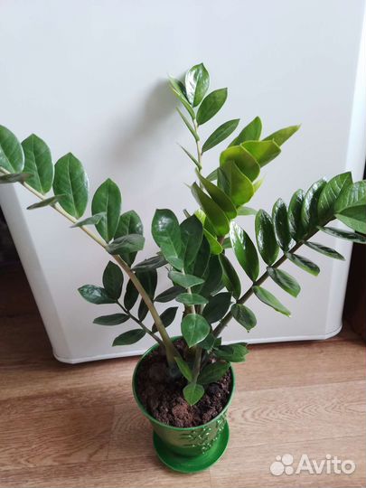 Комнатные цветы