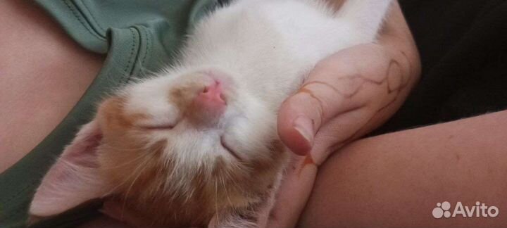 Котята без породы