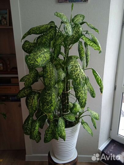 Диффенбахия большая