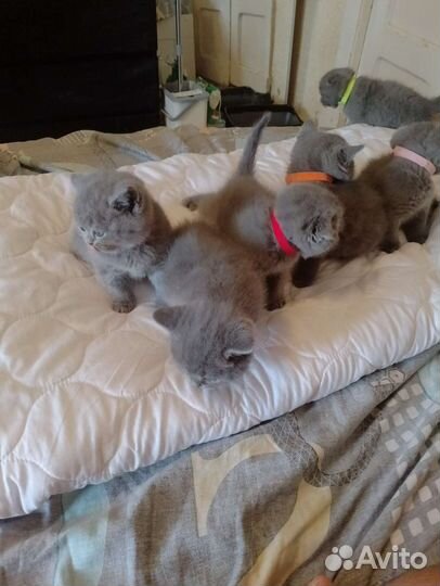 Шотландские вислоухие котята