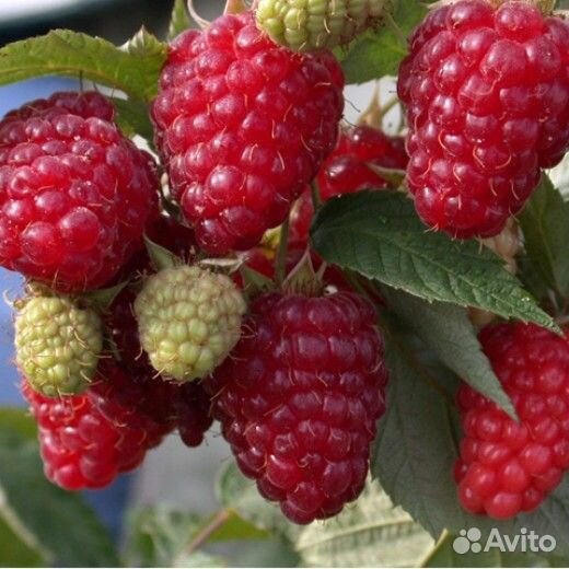 Саженцы ремонтантной малины Бриллиантовая