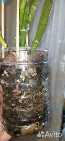 Орхидея каттлея