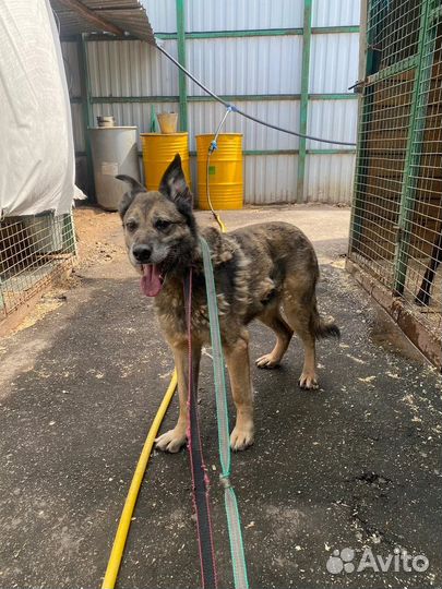 Спасите собаку из приюта