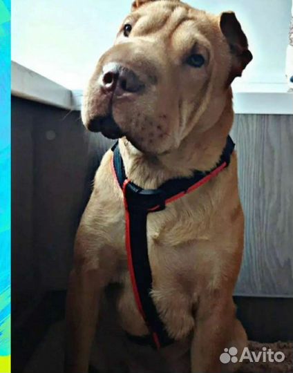 Ошейники, поводки, шлейки, халти, недоуздки