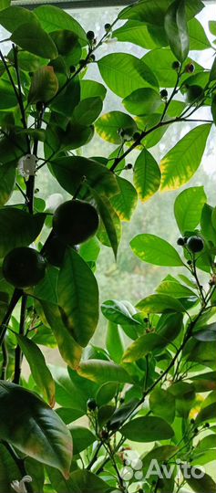 Каламандин цитрусовые