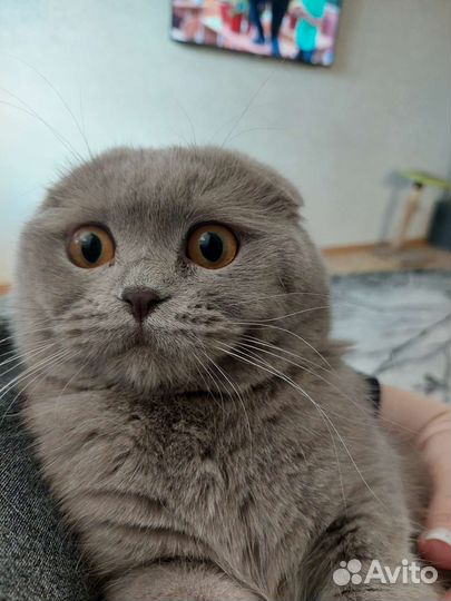 Кот для вязки