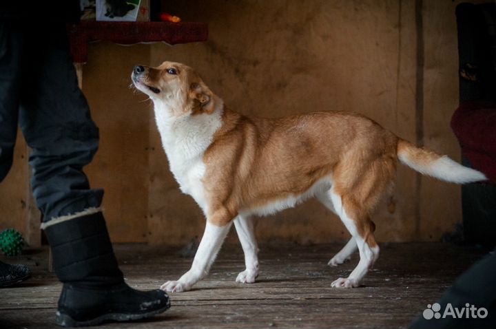 Отдаю даром собаку Доминику в добрые руки