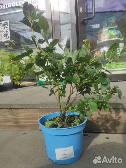 Голубика саженцы