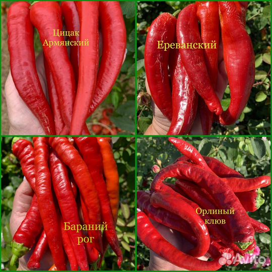 Колекционер