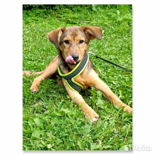 Собака в добрые руки