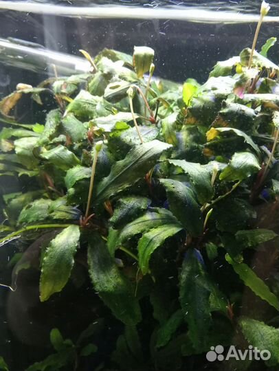 Аквариумные рыбки и растения